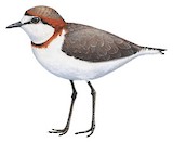 Chestnut-banded Plover Illustration