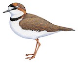 Collared Plover Illustration