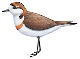 Puna Plover Illustration