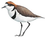 Two-banded Plover Illustration