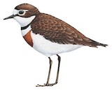 Double-banded Plover Illustration