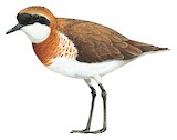 Tibetan Sand Plover Illustration