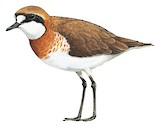 Siberian Sand Plover Illustration