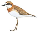 Greater Sand Plover Illustration