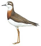 Caspian Plover Illustration