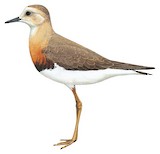 Oriental Plover Illustration