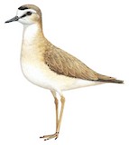 Mountain Plover Illustration