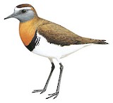 Rufous-chested Plover Illustration