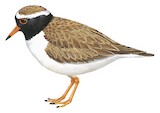 Shore Dotterel Illustration