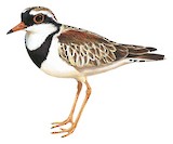 Black-fronted Dotterel Illustration