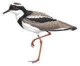 Pied Plover Illustration