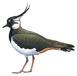 Northern Lapwing Illustration