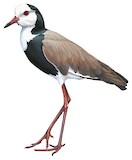 Long-toed Lapwing Illustration