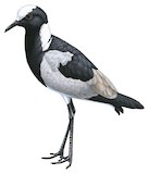 Blacksmith Lapwing Illustration