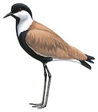 Spur-winged Lapwing Illustration