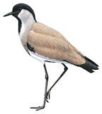 River Lapwing Illustration