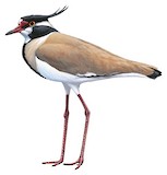 Black-headed Lapwing Illustration