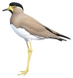 Yellow-wattled Lapwing Illustration