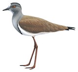 Senegal Lapwing Illustration