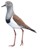 Black-winged Lapwing Illustration