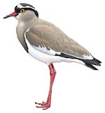 Crowned Lapwing Illustration