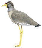 African Wattled Lapwing Illustration