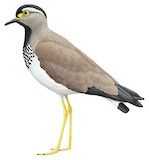 Spot-breasted Lapwing Illustration