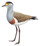 Brown-chested Lapwing Illustration