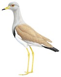 Grey-headed Lapwing Illustration