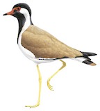 Red-wattled Lapwing Illustration