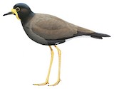 Javan Lapwing Illustration