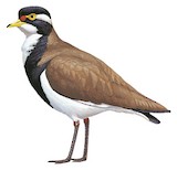 Banded Lapwing Illustration