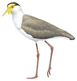 Masked Lapwing Illustration