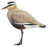 Sociable Lapwing Illustration