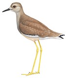 White-tailed Lapwing Illustration