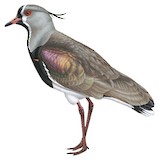 Southern Lapwing Illustration