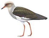 Andean Lapwing Illustration