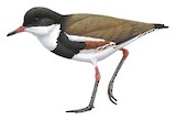 Red-kneed Dotterel Illustration