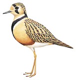 Inland Dotterel Illustration