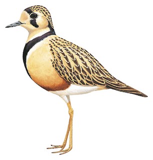 Charadriidae - Plovers and Lapwings - Birds of the World