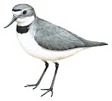 Wrybill Illustration