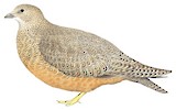 Rufous-bellied Seedsnipe Illustration