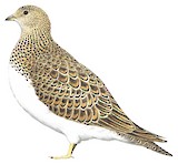 White-bellied Seedsnipe Illustration