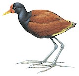 Wattled Jacana Illustration