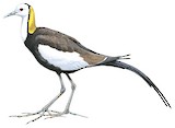 Pheasant-tailed Jacana Illustration