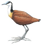 African Jacana Illustration