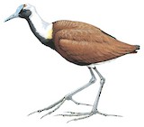 Madagascar Jacana Illustration