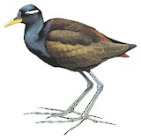 Bronze-winged Jacana Illustration