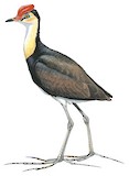 Comb-crested Jacana Illustration