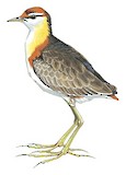 Lesser Jacana Illustration